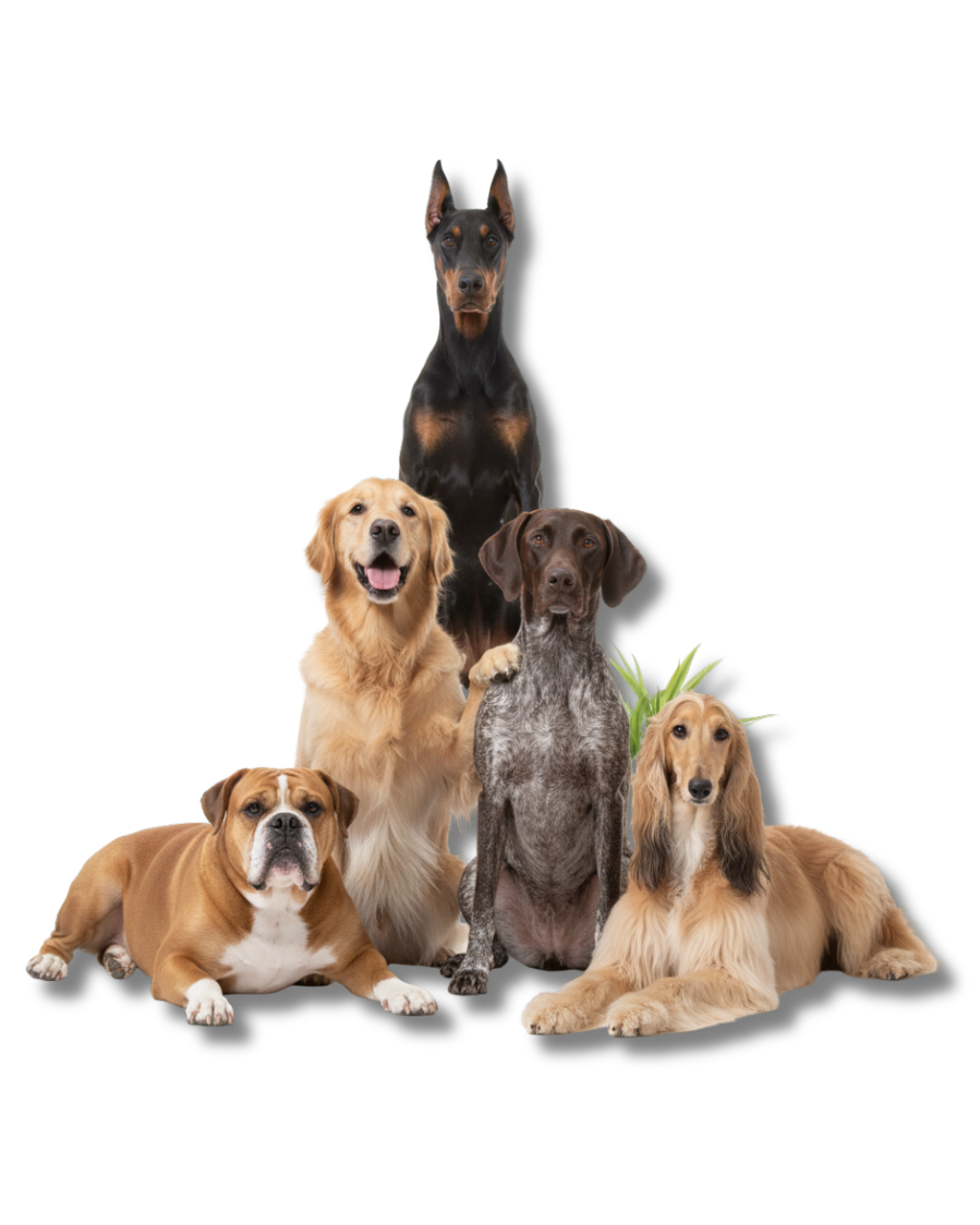 Colecta y evaluación de semen