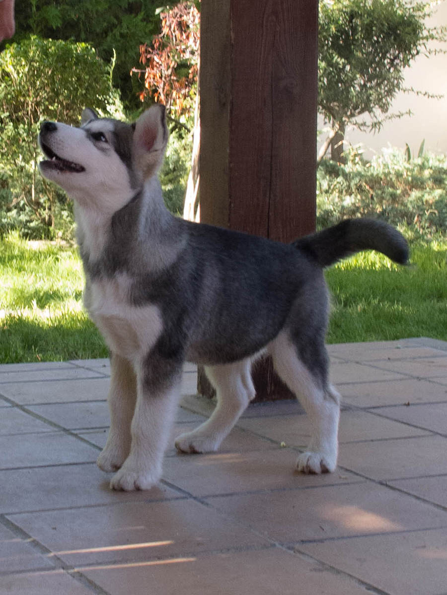 Nueva Campaña de congelación de Semen canino