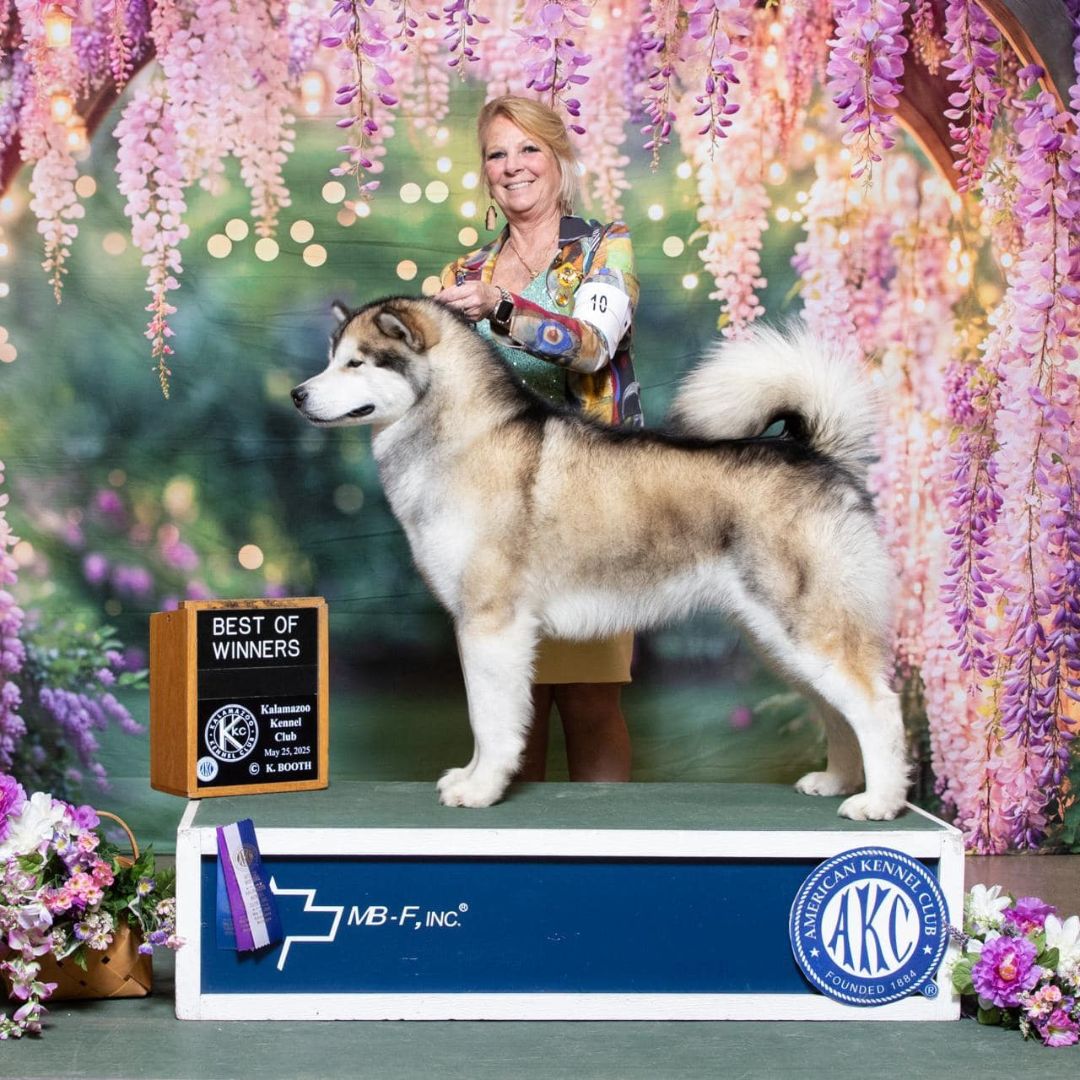 Kabluna Aspenmyst Tears In Heaven triunfa en el ring