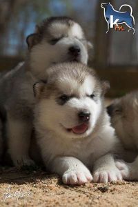 camada de Greyson x Mina