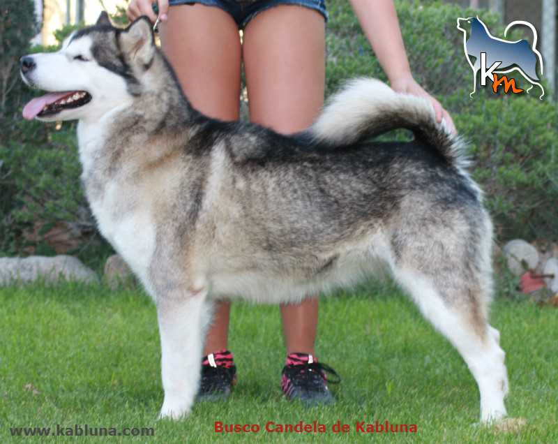 Busco Candela de kabluna