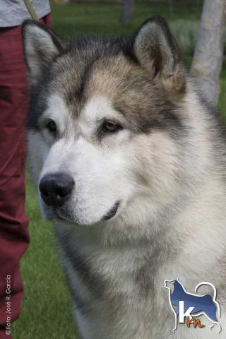 Ch. USA. Es .Pt. ASPENMYST SAR KISSATI (Xavier) Ch. USA. Es. Pt. ASPENMYST SAR KISSATI