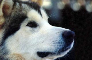 Logan de Hurtado (Inuk) Logan de Hurtado (Inuk)
