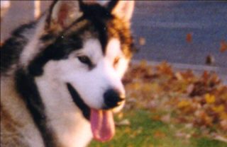 Ch.Kabluna T&R (lolita) Ch.Kabluna T&R (lolita)