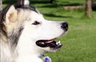 Shiba De Kabluna Shiba De Kabluna