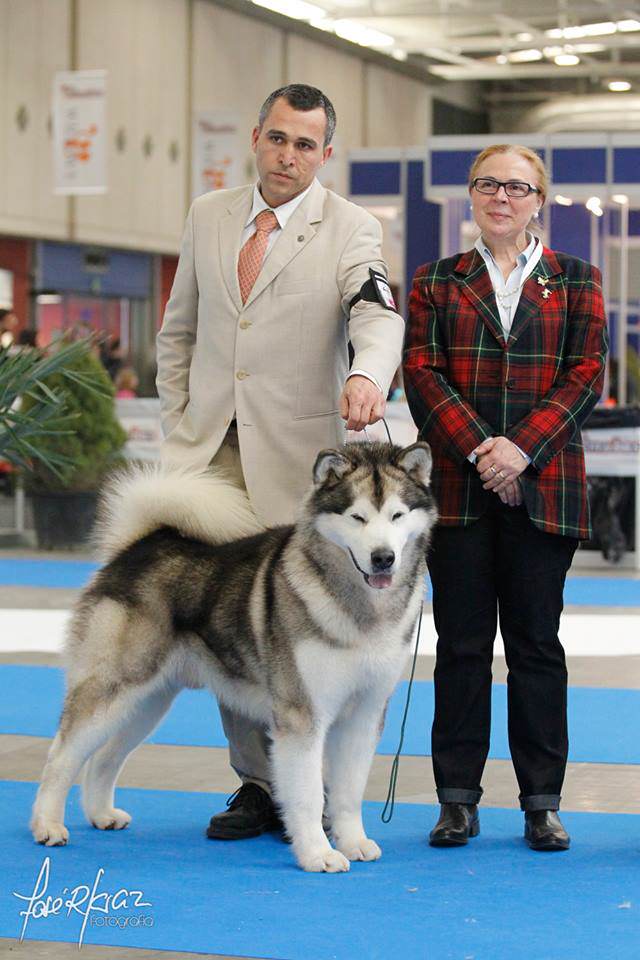 GREYSON Reserva de BIS VALLADOLID 2015