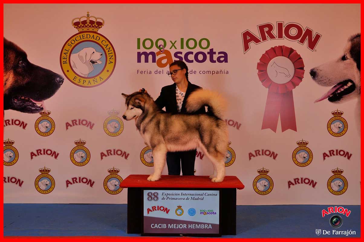 88 Exposición Internacional Canina de Primavera Madrid 2016